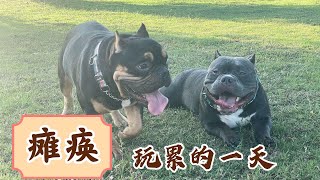 恶霸犬发财累到被老头子抱回房间！打卡嘉兴的宠物友好