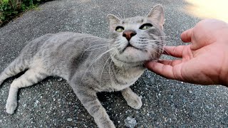 キレイな灰色猫ちゃんが初対面なのにメチャクチャ甘えてきた