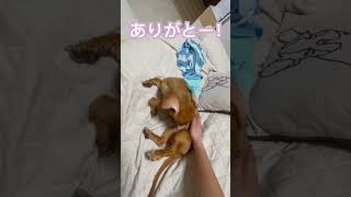 かゆい所にヒットした時の足って可愛いですよね( *´艸`)