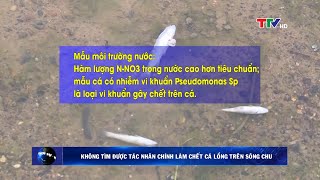 Không tìm được tác nhân chính làm chết cá lồng trên sông Chu | PTTH Thanh Hóa