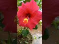 red hibiscus lal jaswand garden flowers