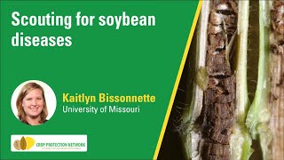 Scouting for soybean diseases