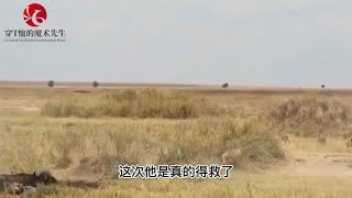 野狗活活吃掉羚羊！内脏洒落一地！血腥味让野狗当场失控