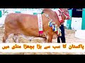 Minar E Pakistan The Biggest Bull In Mandi || Mandi 2021 || Brahman