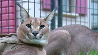Large African cat on the loose in Royal Oak, located near garage