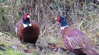 Fasan, Common pheasant, Phasianus colchicus. Uppland, Sweden