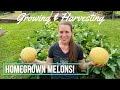 Homegrown Cantaloupe Melons: How to Grow and When to Harvest