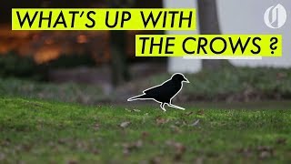 What's up with downtown Portland's crows?