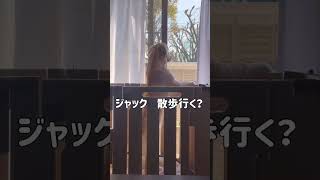 何ヶ月になっても散歩が大好きなゴールデンレトリバー子犬 #ゴールデンレトリバー子犬 #ゴールデンレトリバー #goldenretriever #子犬 #shorts #dog #犬