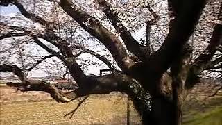 さくら堤公園（埼玉県比企郡吉見町）桜と菜の花Ｖｏｌ．１