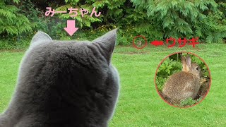 庭に現れた可愛いウサギを見つめる猫【ブリティッシュショートヘア】