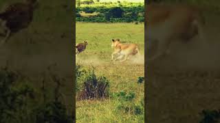 Lion fight back against cheetah-#shorts #lion #cheetah