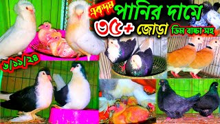 একদম পানির দামে ৩৫ জোড়া কবুতর বিক্রি | ১০০% ডিম বাচ্চা গ্যারান্টি সহ কবুতর কিনুন | pigeon price |