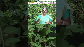 தலைமுடிக்கு கரும்பூலா /Phyllanthus reticulatus(Karum Poola) for black and lengthy hair