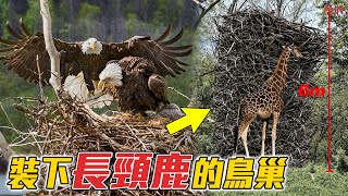 史上最大的鳥巢，輕鬆裝下長頸鹿的鳥巢 | 最與眾不同的鳥巢，將會改變你對鳥類的看法！