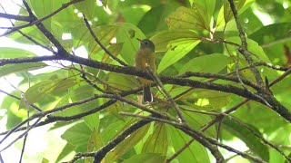 McConnell's Flycatcher (Mionectes macconnelli macconnelli), French Guiana