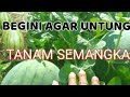 METODE DUA BUAH DALAM 1 POKOK SEMANGKA