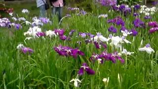 東京葛飾堀切菖蒲園：今が盛りの花菖蒲・2016年6月4日