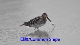 田鷸(扇尾沙錐)/Common Snipe(Gallinago gallinago)singing