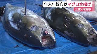 年末年始の需要に合わせ…三重・尾鷲港でマグロの水揚げ メバチマグロなど約730匹が次々競り落とされる