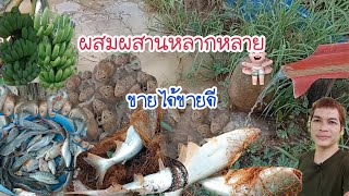 เกษตรพอเพียงพื้นที่1ไร่ทำได้หลากหลายมีกินมีขายแบบธรรมชาติและลดต้นทุน|กบปลาพารวย