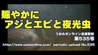 夜の海が賑やかになりました【水中動画の定期更新No.535】