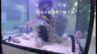 【阿坤的水族遊樂園】餵鵝 餵狗 小花枝要送走