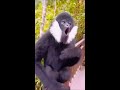 how to black monkey animal sounds short videos most beautiful monkey 🐵 subscribe to channel