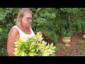 How to Propagate a Schefflera Plant