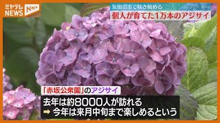 ＜個人宅に1万株のアジサイ＞一般に開放　「私はただお客さんが喜んでもらえればそれで良い」（宮城・気仙沼市）