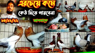 একদম সিমিত দামে কবুতর বিক্রি | এরচেয়ে কম দামে কবুতর কেউ দিবেনা | কম দামে কবুতর কিনুন খামার থেকে |