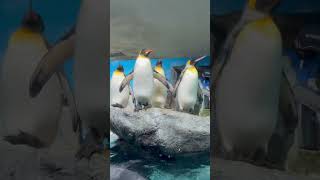 ペンギンの気持ち良さそうな泳ぎ🐧❤️鴨川シーワールド🐟