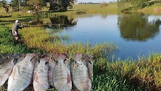 Tilápia selvagem na varinha de bambú pescaria raiz de barranco