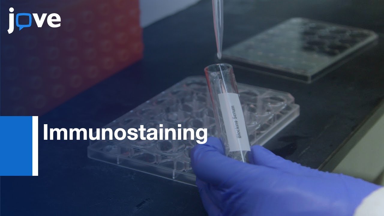 Immunostaining Of Biocytin Filled For Neurochemical Markers Protocol