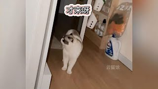 一只话唠的小猫咪，“卢卡”