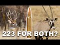 The Best Cartridge For North American And African Game? - Season 2: Episode 54