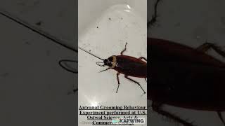 Antennal Grooming Behaviour of Cockroach