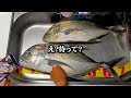 数千匹の小魚を追いまわす大物がルアーに襲い掛かる（ロウニンアジを捌いて食べる）