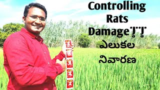 elukala mandu||#rats damage control ||#elukala nivarana|#varilo elukala nivarana |#nagendartv