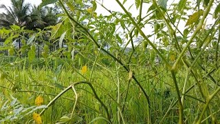 Petik buah ciplukan (golden berry) di sawah - Rahman Azzah