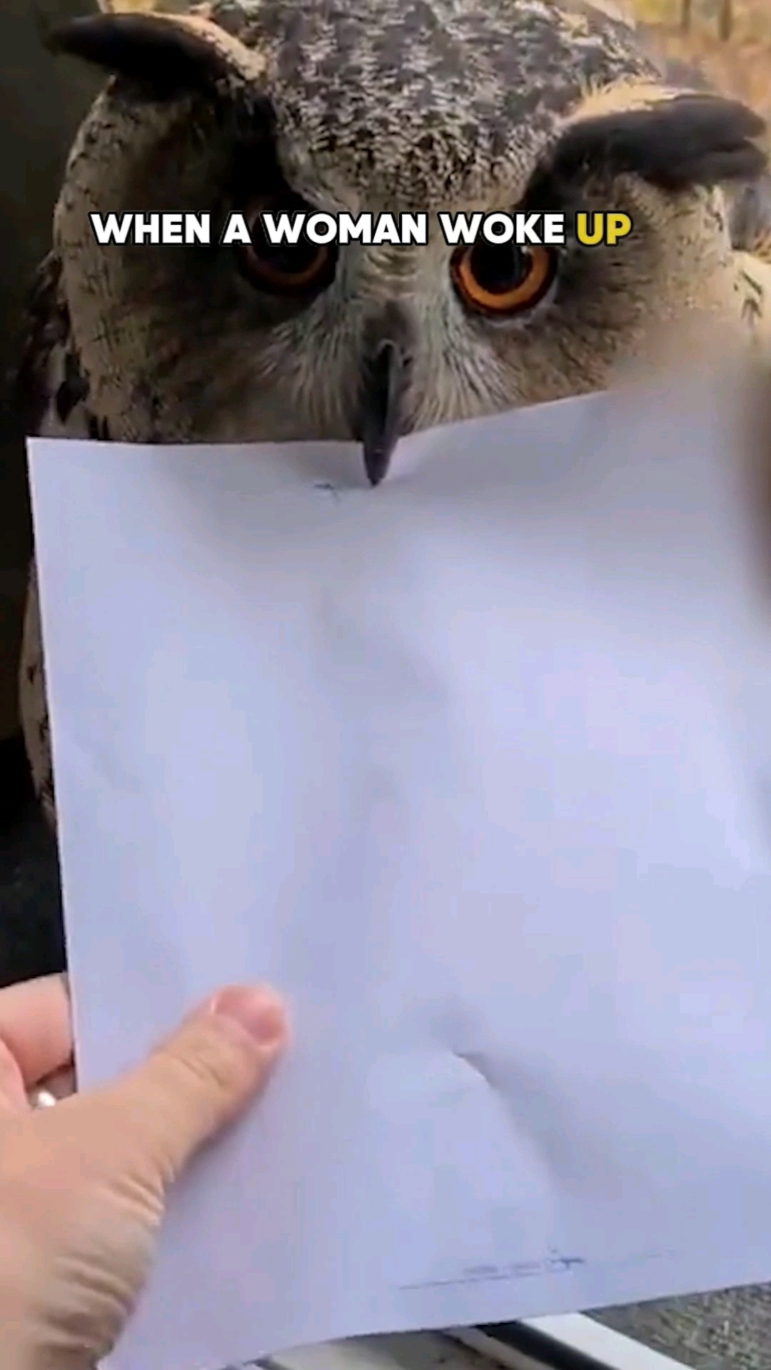 Woman Finds Mysterious Owl By Window 🤯 - YouTube