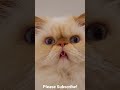 Himalayan Persian Cat can roll his Tongue!