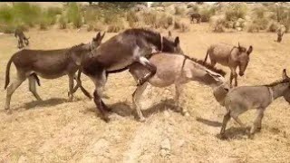 Donkey Meeting #Wildlife