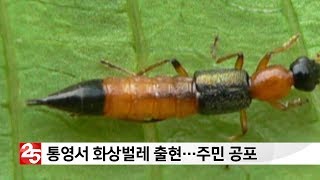 닿기만 해도 화상 상처…통영서 화상벌레 출현