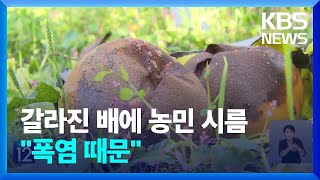 태풍도 없었는데…뚝뚝 떨어진 배, 왜? [기후는 말한다] / KBS  2024.10.04.