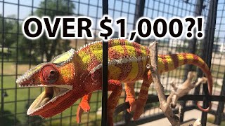 How much does a chameleon cost?