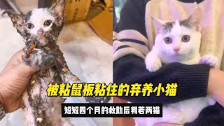 垃圾桶内被粘鼠板粘住的弃养小猫，短短四个月的救助后判若两猫 #动物故事 #动物解说 #动物趣事