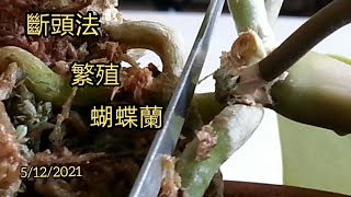 蘭: 蝴蝶蘭。斷頭法繁殖蝴蝶蘭 。5/12/2021