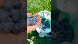 Blueberry picking in USA 🇺🇸🫐🫐 #shorts #blueberry #trending