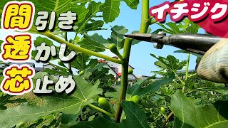 イチジク 夏の剪定【無農薬・有機栽培】